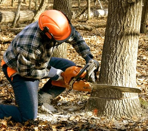 Tree Removal in Bremen, AL
